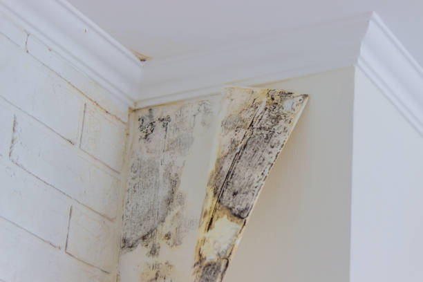 Why You Should Choose Our Mold Remediation Services in Buffalo, SC